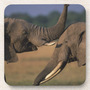 Africa, Kenya, Masai Mara Game Reserve, Two Bull Coaster