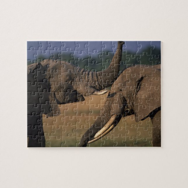 Africa, Kenya, Masai Mara Game Reserve, Two Bull Jigsaw Puzzle (Horizontal)