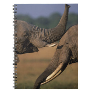 Africa, Kenya, Masai Mara Game Reserve, Two Bull Notebook