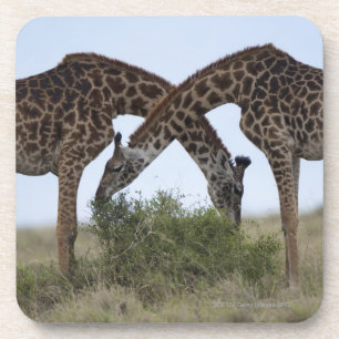 Africa, Kenya, Masai Mara Game Reserve, Two Coaster