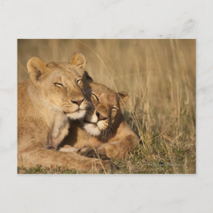 Africa, Kenya, Masai Mara Game Reserve, Young Postcard
