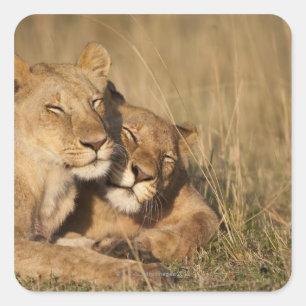 Africa, Kenya, Masai Mara Game Reserve, Young Square Sticker