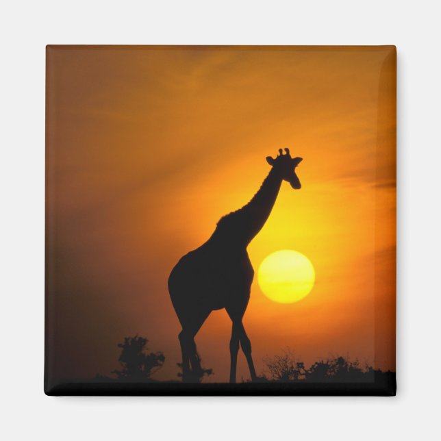 Africa, Kenya, Masai Mara. Giraffe (Giraffe Magnet (Front)