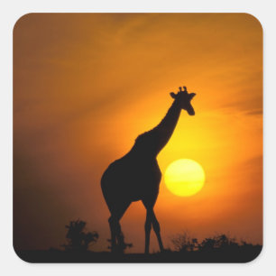 Africa, Kenya, Masai Mara. Giraffe (Giraffe Square Sticker