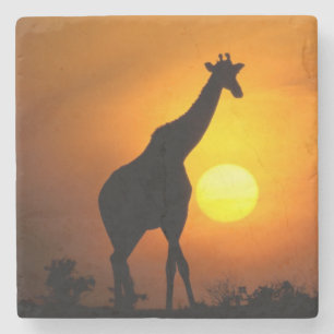 Africa, Kenya, Masai Mara. Giraffe (Giraffe Stone Coaster