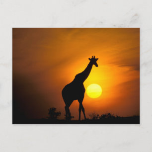 Africa, Kenya, Masai Mara. Giraffe Postcard