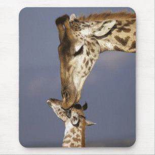 Africa, Kenya, Masai Mara. Giraffes (Giraffe Mouse Pad
