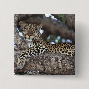Africa. Kenya. Masai Mara. Leopard (Panthera 15 Cm Square Badge