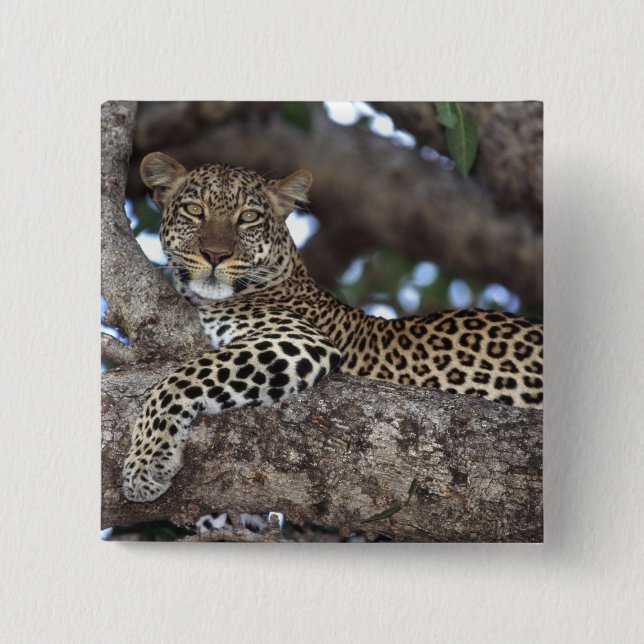 Africa. Kenya. Masai Mara. Leopard (Panthera 15 Cm Square Badge (Front)