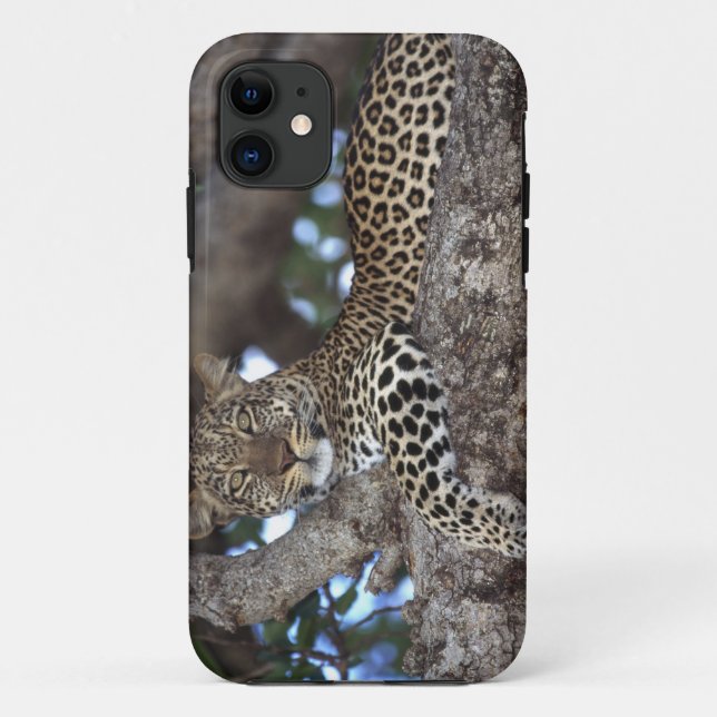 Africa. Kenya. Masai Mara. Leopard (Panthera Case-Mate iPhone Case (Back)