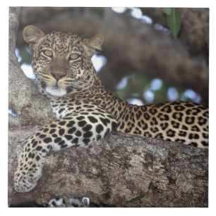 Africa. Kenya. Masai Mara. Leopard (Panthera Ceramic Tile