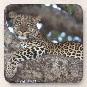 Africa. Kenya. Masai Mara. Leopard (Panthera Coaster