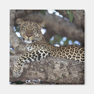 Africa. Kenya. Masai Mara. Leopard (Panthera Magnet