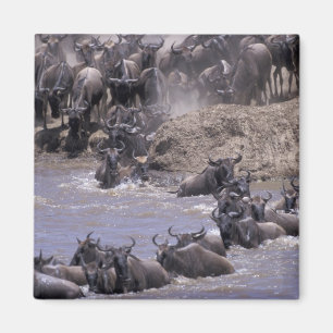 Africa, Kenya, Masai Mara National Park. Magnet