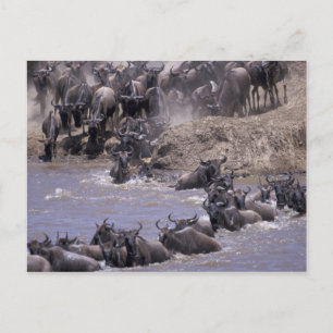 Africa, Kenya, Masai Mara National Park. Postcard