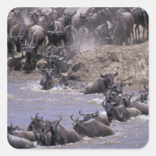 Africa, Kenya, Masai Mara National Park. Square Sticker