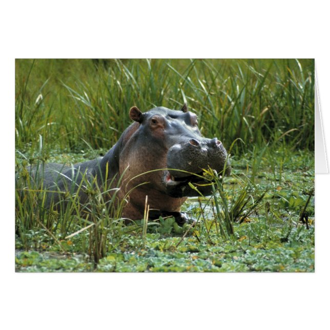 Africa, Kenya, Masai Mara NR. A mother hippo (Front Horizontal)