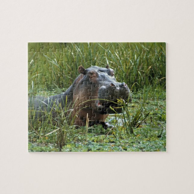 Africa, Kenya, Masai Mara NR. A mother hippo Jigsaw Puzzle (Horizontal)