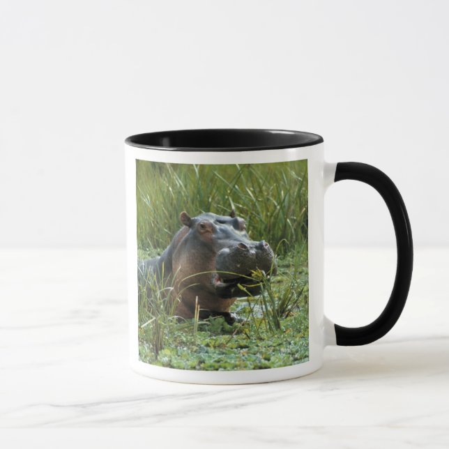 Africa, Kenya, Masai Mara NR. A mother hippo Mug (Right)