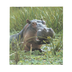 Africa, Kenya, Masai Mara NR. A mother hippo Notepad