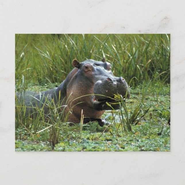 Africa, Kenya, Masai Mara NR. A mother hippo Postcard (Front)