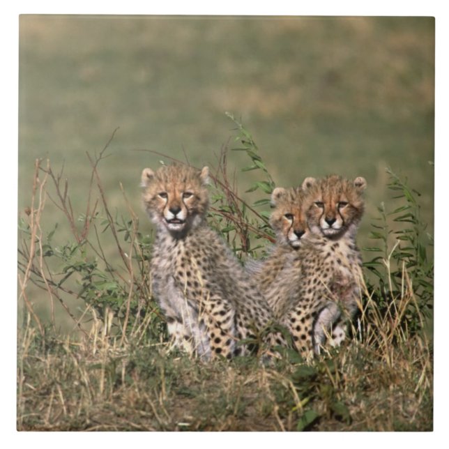 Africa; Kenya; Masai Mara; Three cheetah cubs Ceramic Tile (Front)