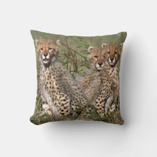 Africa; Kenya; Masai Mara; Three cheetah cubs Cushion