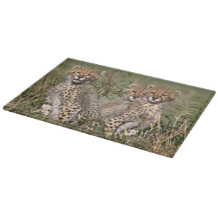 Africa; Kenya; Masai Mara; Three cheetah cubs Cutting Board