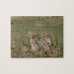 Africa; Kenya; Masai Mara; Three cheetah cubs Jigsaw Puzzle