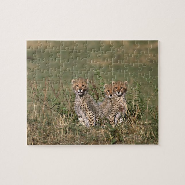 Africa; Kenya; Masai Mara; Three cheetah cubs Jigsaw Puzzle (Horizontal)