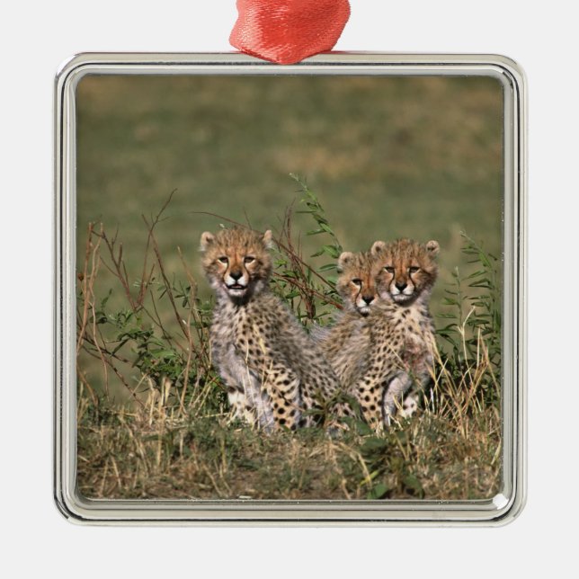 Africa; Kenya; Masai Mara; Three cheetah cubs Metal Tree Decoration (Front)