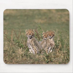 Africa; Kenya; Masai Mara; Three cheetah cubs Mouse Pad
