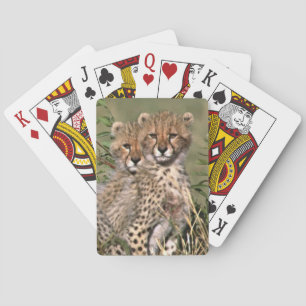 Africa; Kenya; Masai Mara; Three cheetah cubs Playing Cards
