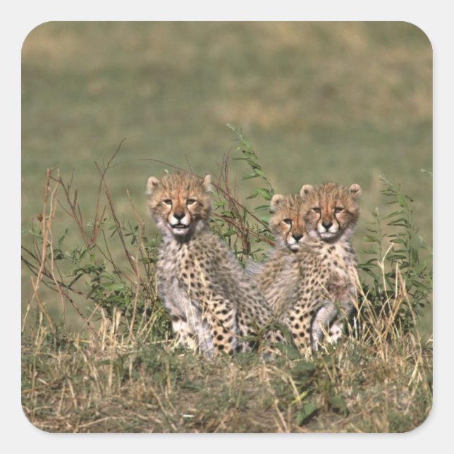 Africa; Kenya; Masai Mara; Three cheetah cubs Square Sticker (Front)