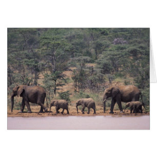 Africa, Kenya, Nanyuki, Mpala. African