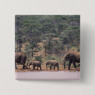Africa, Kenya, Nanyuki, Mpala. African 15 Cm Square Badge