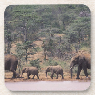 Africa, Kenya, Nanyuki, Mpala. African Coaster
