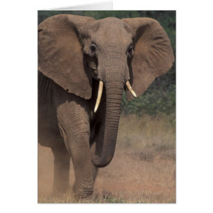 Africa, Kenya, Nanyuki, Mpala. African Elephant.