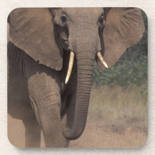 Africa, Kenya, Nanyuki, Mpala. African Elephant. Coaster