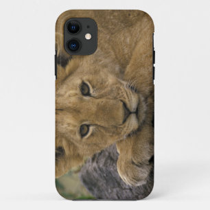 Africa, Kenya. Portrait of a lion. iPhone 11 Case