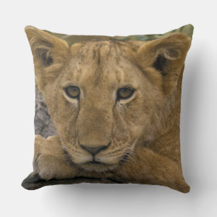 Africa, Kenya. Portrait of a lion. Cushion
