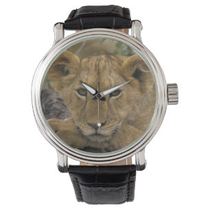 Africa, Kenya. Portrait of a lion. Watch