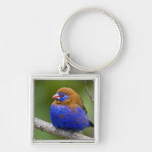 Africa. Kenya. Purple Grenadier Key Ring