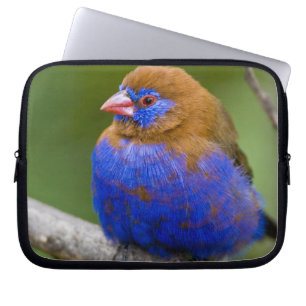 Africa. Kenya. Purple Grenadier Laptop Sleeve