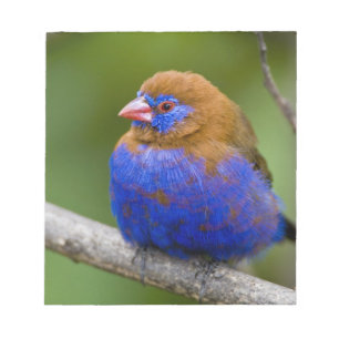 Africa. Kenya. Purple Grenadier Notepad