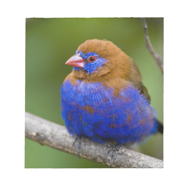 Africa. Kenya. Purple Grenadier Notepad (Front)