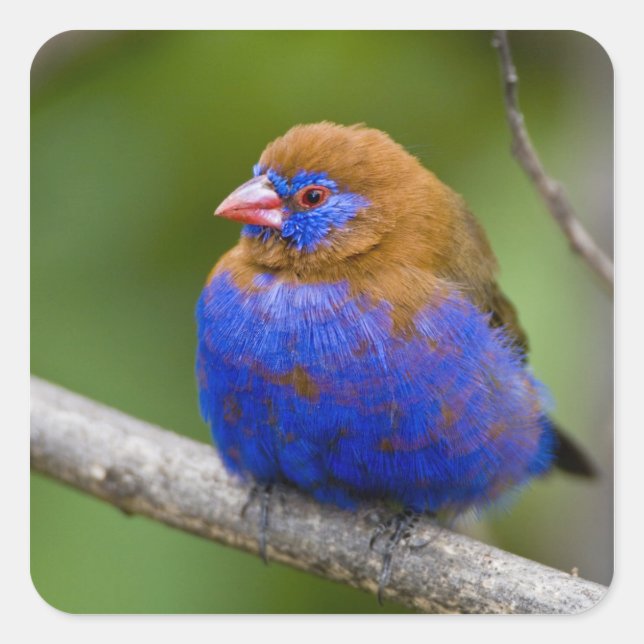 Africa. Kenya. Purple Grenadier Square Sticker (Front)