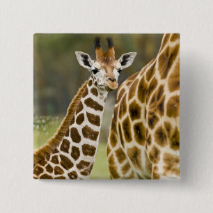 Africa. Kenya. Rothschild's Giraffe baby 15 Cm Square Badge