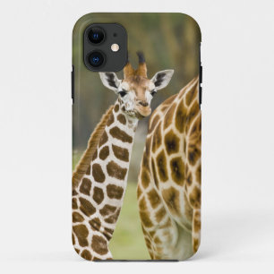 Africa. Kenya. Rothschild's Giraffe baby iPhone 11 Case