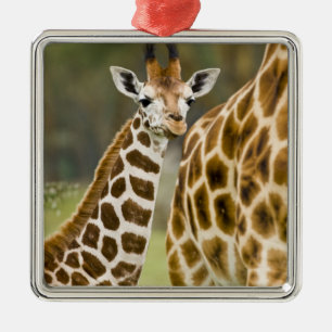 Africa. Kenya. Rothschild's Giraffe baby Metal Tree Decoration